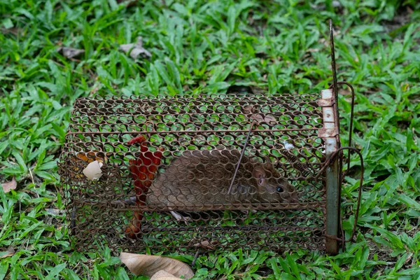 Крыса Клетке Фоне Травы Мышка Ловушка — стоковое фото