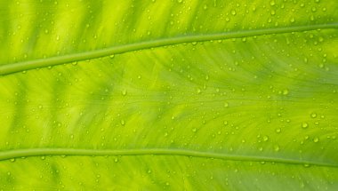 yeşil yapraklar doğal arkaplan duvar kağıdı, yaprak dokusu, metin için boşluk bırakır