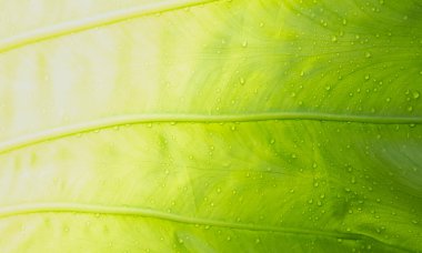 yeşil yapraklar doğal arkaplan duvar kağıdı, yaprak dokusu, metin için boşluk bırakır