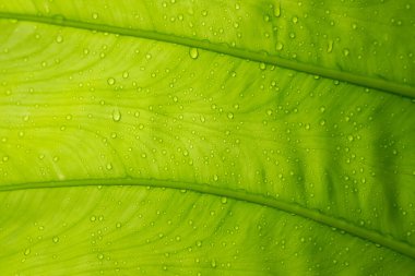yeşil yapraklar doğal arkaplan duvar kağıdı, yaprak dokusu, metin için boşluk bırakır