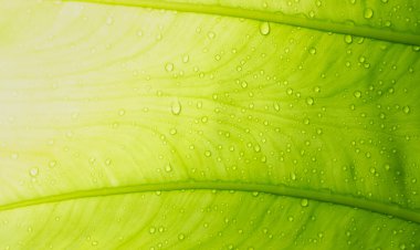 yeşil yapraklar doğal arkaplan duvar kağıdı, yaprak dokusu, metin için boşluk bırakır