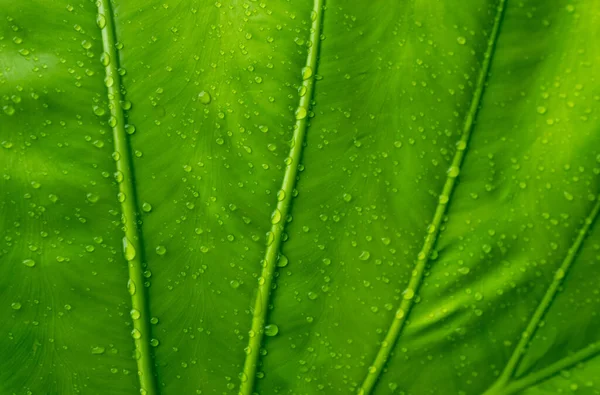 緑の葉壁バックグローン — ストック写真