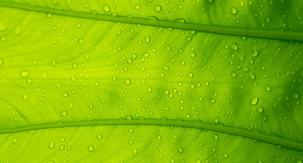 Água Fundo Licença Folha Verde Natureza — Fotografia de Stock