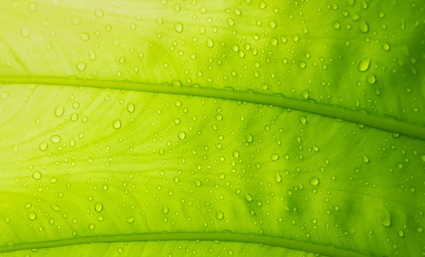 背景の水 緑の葉の性質 — ストック写真