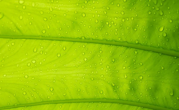 Acqua Sfondo Congedo Natura Foglia Verde — Foto Stock