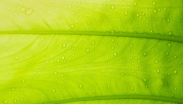 Agua Fondo Licencia Naturaleza Hoja Verde — Foto de Stock