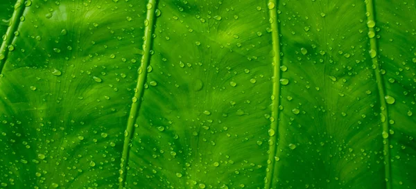 Банановый Лист Зеленый Лист Абстрактная Спинка — стоковое фото