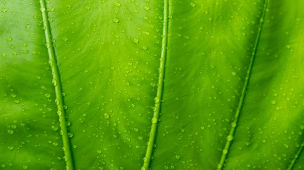 Groene Bladeren Muur Backgroun — Stockfoto