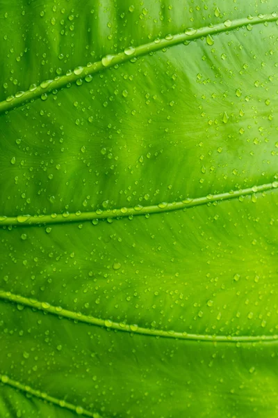 緑の葉壁バックグローン — ストック写真