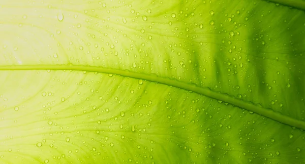 緑の葉は自然背景の壁紙葉の質感テキストのためのスペースと葉 — ストック写真