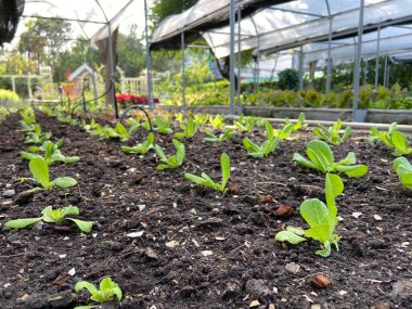 Geçmişi bulanık organik sebzeler, homurdanan sebzeler.