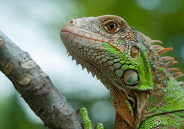 Kertenkele, hayvan, bulanık yüzlü yeşil kertenkele.