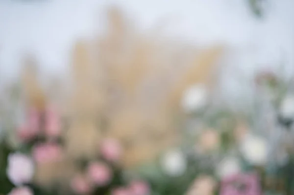 Rozmazané Květinové Pozadí Barevné Pozadí Čerstvá Růže Pozadí Svatba Svazek — Stock fotografie