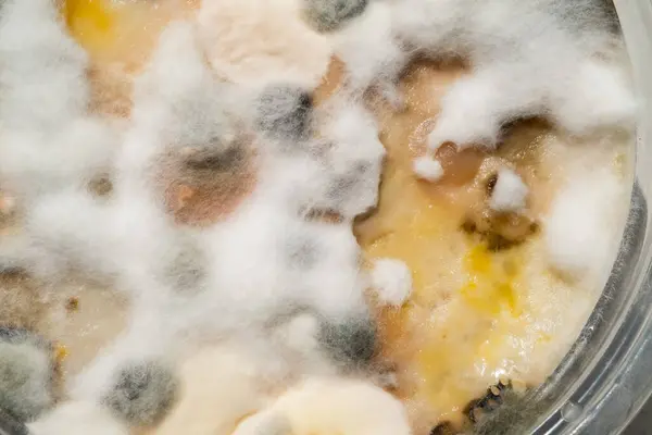 closeup fungus, dirty food, bacteri