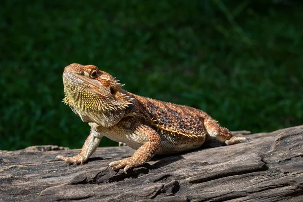 Bebaarde Draak Grond Met Wazige Achtergrond — Stockfoto