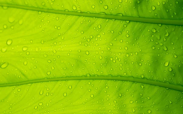 Зеленые Листья Стены Фона Листовая Стена Природа Backgroun — стоковое фото