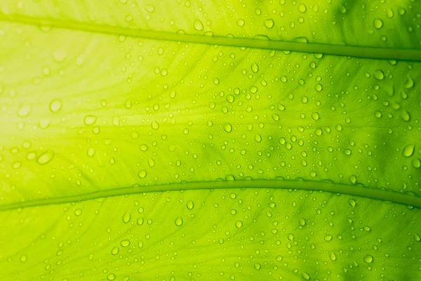 緑の葉の壁の背景葉の壁の性質 — ストック写真