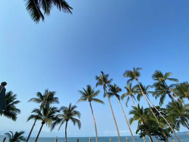 Mavi gökyüzü, palmiye ağaçları, yeşil yapraklı güzel bir tropik.