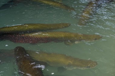 arapaima, tehlikeli amazon balığı, gian