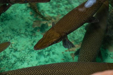 Timsah balığı, tehlikeli amazon balığı, Gürcü