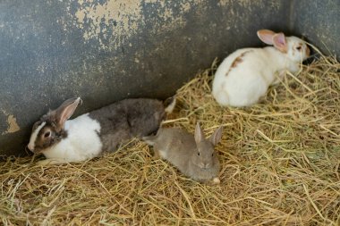 Tavşan, bulanık arka planı olan tavşan, hayvan