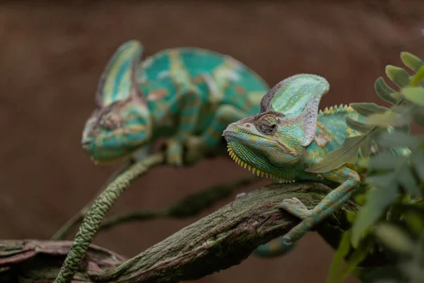 Lagarto Camaleón Con Fondo Borroso — Foto de Stock