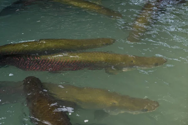 Arapaima Gevaarlijke Amazonevis Gian — Stockfoto