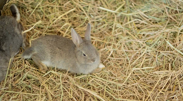 Kaninchen Kaninchen Mit Verschwommenem Hintergrund Tier — Stockfoto