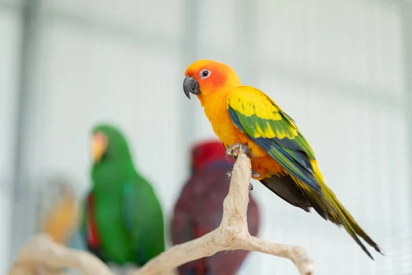 Közelről Papagáj Elmosódott Háttér Természet Madár Maca — Stock Fotó