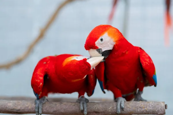 Nahaufnahme Papagei Mit Unscharfem Hintergrund Naturvogel Maca — Stockfoto