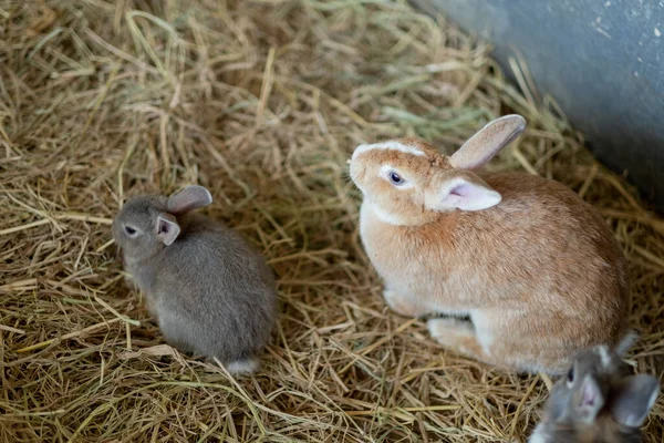 Kanin Kanin Husdjur Med Suddig Bakgrund Djur — Stockfoto