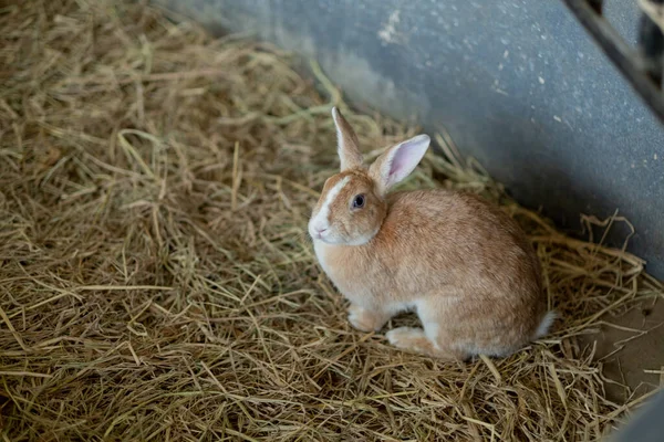 Lapin Lapin Avec Fond Flou Animal — Photo