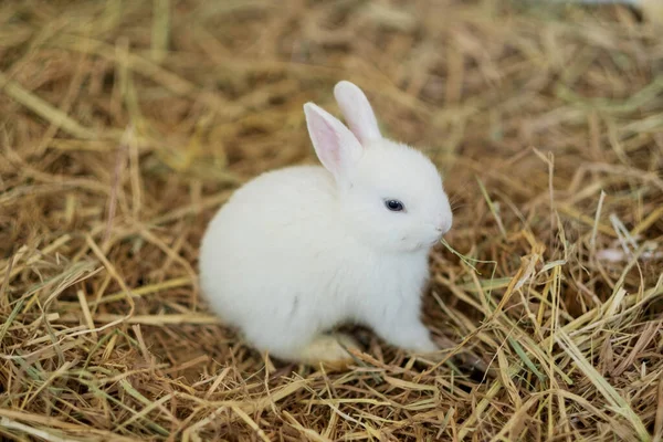 Conejo Conejito Mascota Con Fondo Borroso Animal —  Fotos de Stock