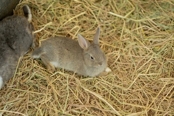 Kanin Kanin Husdjur Med Suddig Bakgrund Djur — Stockfoto