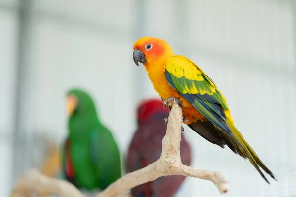 Primer Plano Loro Con Fondo Borroso Pájaro Naturaleza Maca —  Fotos de Stock
