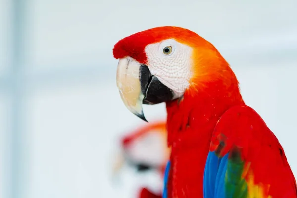 Nahaufnahme Papagei Mit Unscharfem Hintergrund Naturvogel Maca — Stockfoto