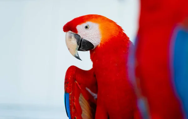 Попугай Крупным Планом Размытым Фоном Птица Природы Мака — стоковое фото