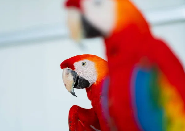 Közelről Papagáj Elmosódott Háttér Természet Madár Maca — Stock Fotó