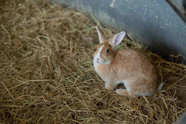 Coniglio Animale Domestico Coniglietto Con Sfondo Sfocato Animale — Foto Stock