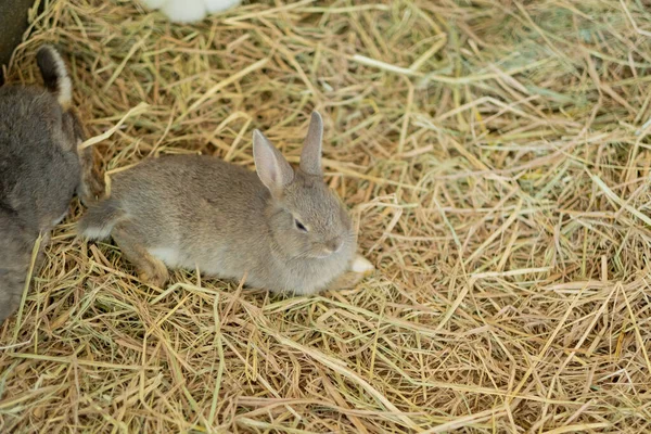 Konijn Konijn Huisdier Met Wazige Achtergrond Dier — Stockfoto