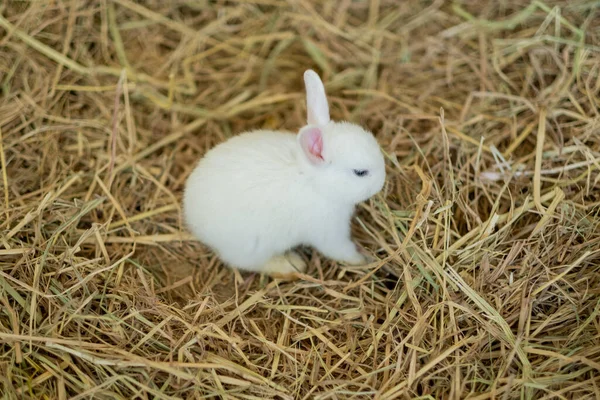 Conejo Conejito Mascota Con Fondo Borroso Animal —  Fotos de Stock