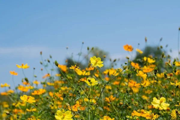背景がぼやけている硫黄のコスモスの花を — ストック写真