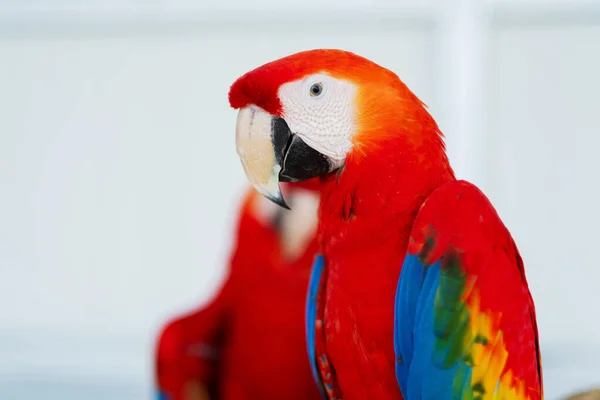 Primer Plano Loro Con Fondo Borroso Pájaro Naturaleza Maca — Foto de Stock