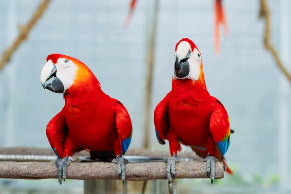 Primer Plano Loro Con Fondo Borroso Pájaro Naturaleza Maca —  Fotos de Stock