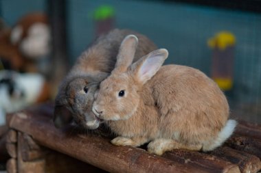 Bokeh arka planda ot yiyen tavşan, tavşancık, holland lo