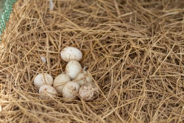 Yerdeki yumurta, taze yumurta.