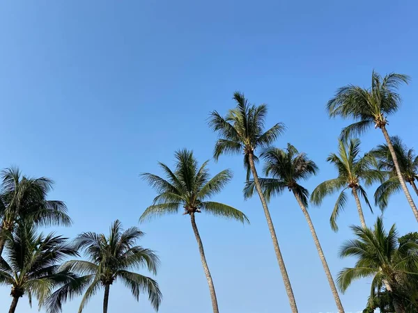 Mukava Trooppinen Sininen Taivas Palmuja Puu Vihreä Loma — kuvapankkivalokuva