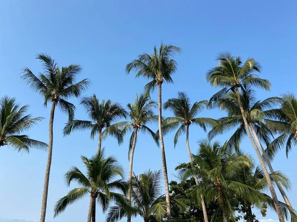 美丽的热带地区 棕榈树 — 图库照片