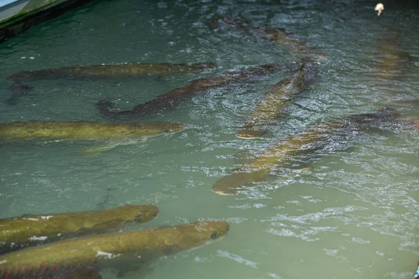 Arapaima Gevaarlijke Amazonevis Gian — Stockfoto