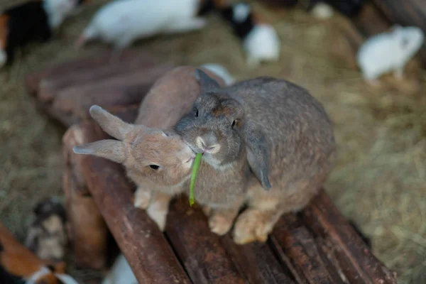 Bokeh Arka Planda Yiyen Tavşan Tavşancık Holland — Stok fotoğraf
